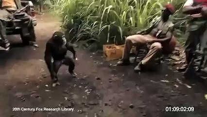 Mono disparando con una AK 47 ( Imperdible )