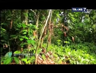 Bocah Petualang  - Alam Megah Di Sumatra utara