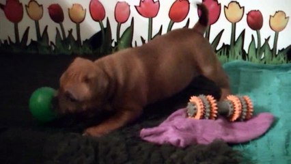 42ème  vidéo  les petits chiots staffi de la 22ème portée de STAFFORDLAND