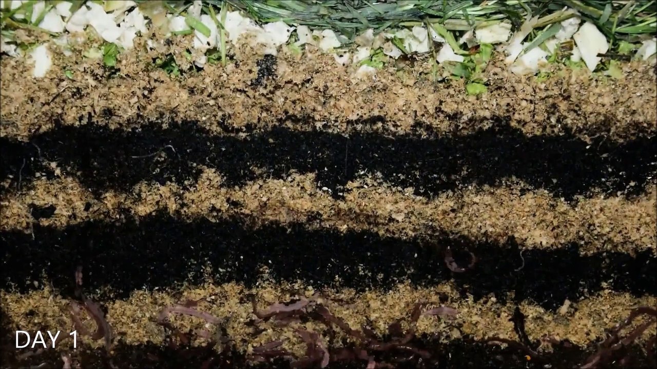 Des vers de terre au travail - Timelapse de 20 jours
