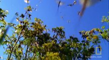 Watch Great Migrations Videos Online - National Geographic Channel - Canada