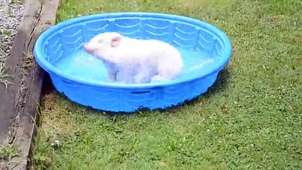 Ce cochon prend du plaisir dans sa piscine comme un petit barjo