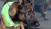 K-9 Recovering After Being Stabbed While Protecting Deputy