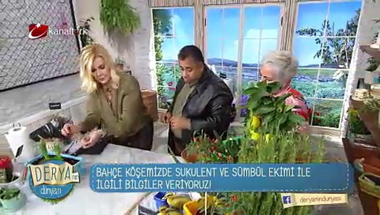 Sukulent ve Sümbül ekimi!