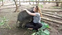 Baby Elephant Plays with Allie