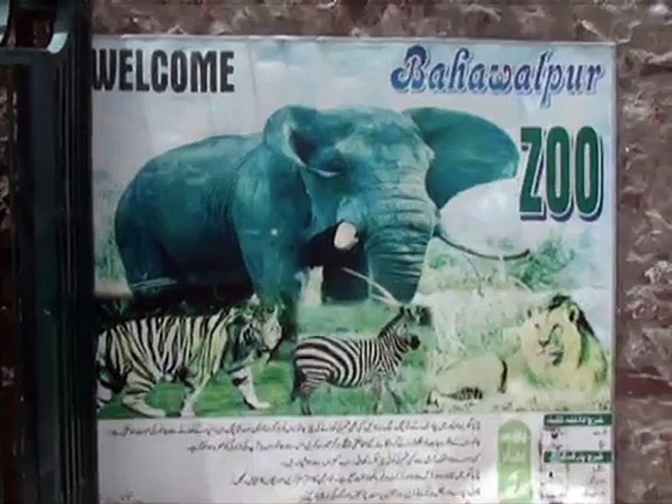 lion atack at bwp zoo