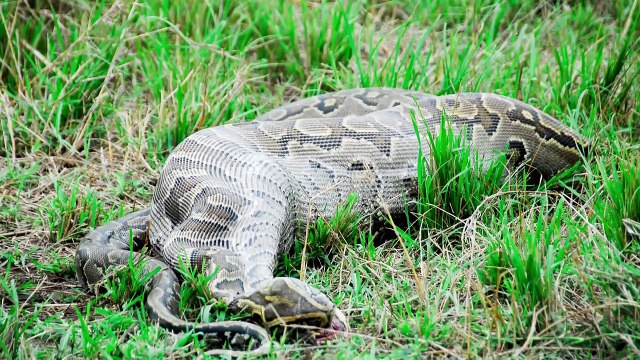 Avını Bütün Halde Yiyen 7 Hayvan