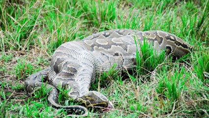 Avını Bütün Halde Yiyen 7 Hayvan