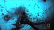Watch Human Shark Bait Videos Online - National Geographic Channel - Canada_3