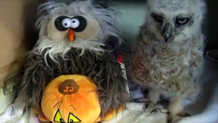 Un bébé hibou chante et danse avec une peluche hibou !