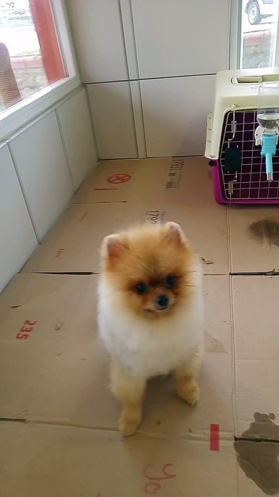 satılık boo pomeranian türkiyenin ilk ve tek minyatürü 05414501227