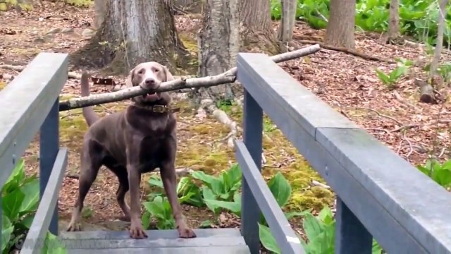 Funny Animals Compilation | Epic Funny Animals Compilation | Best Fail And Crazy Animals 2