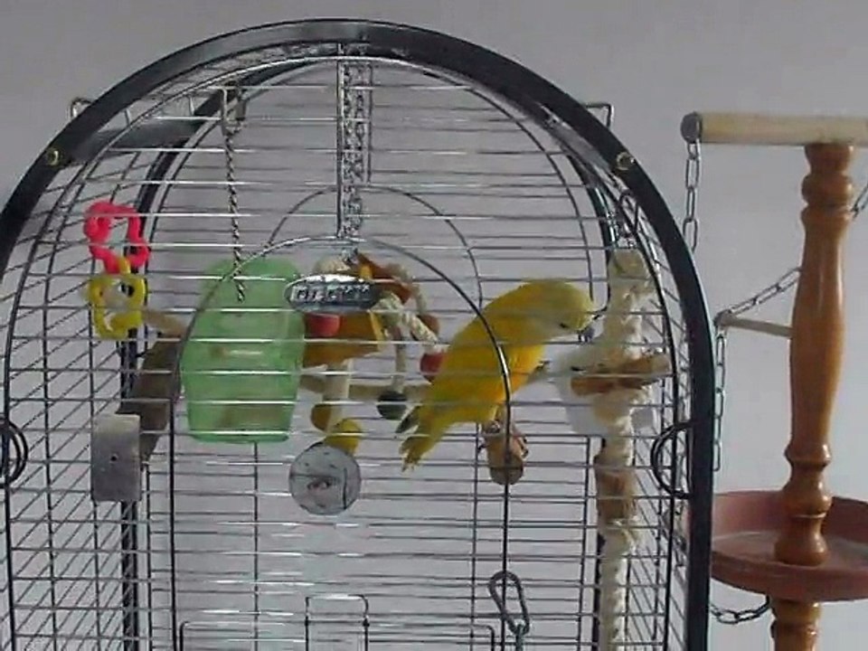 Ma Kiwi qui parle un peu (youyou du Sénégal)