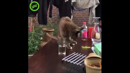 Download Video: Troller un chat avec un verre d'eau