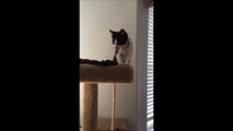 Cute Kitten Knocks Over Lamp While Playing In House