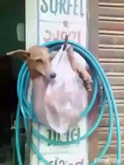 VID-20151021-WA0049.mp4