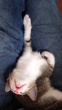 Funny Kitten Sleeping in Weird Position