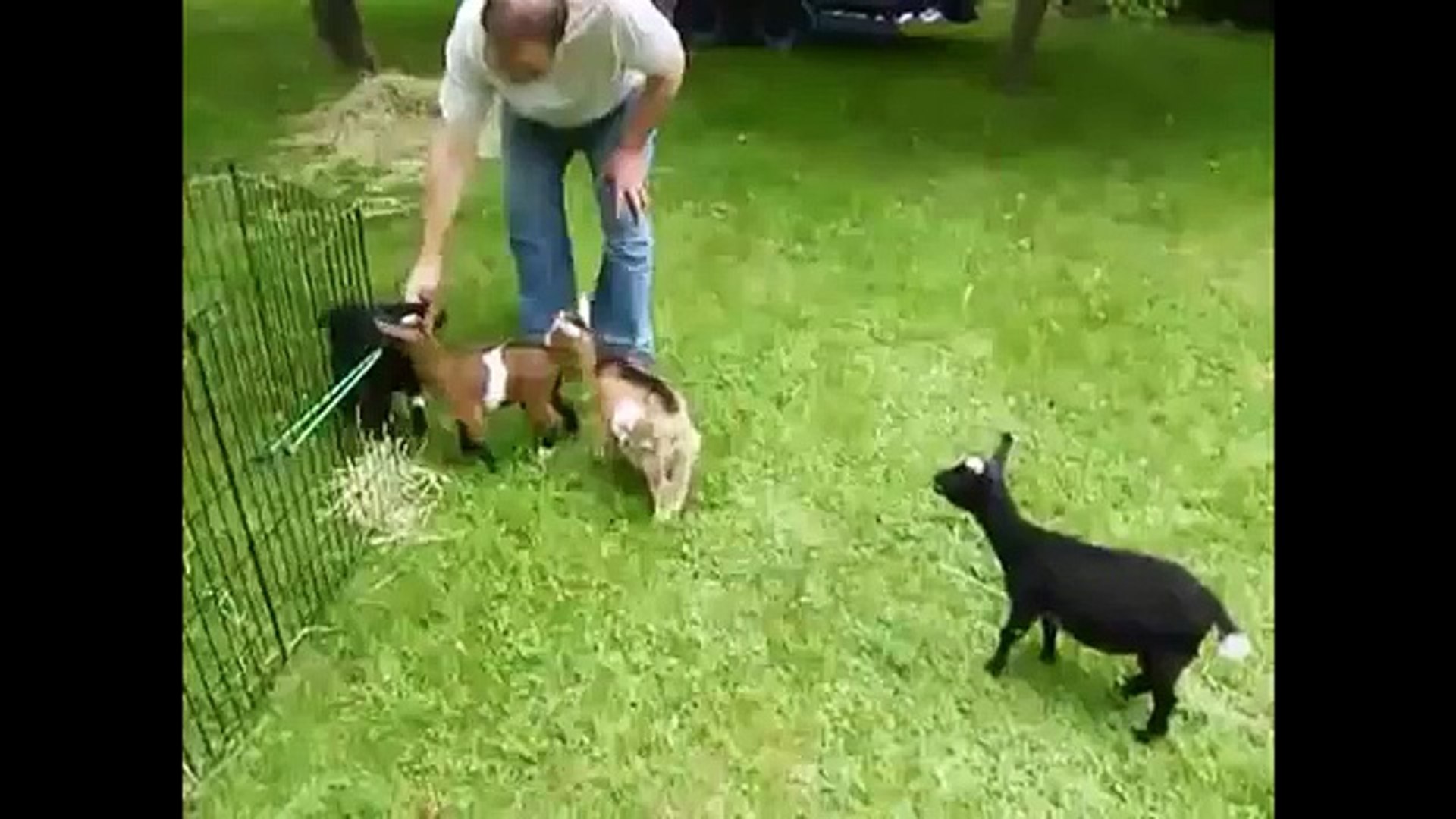 Domestic goats and sheep. Funny goat, goats and sheep
