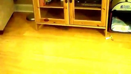 Home entertainment cats. Funny cats romp home