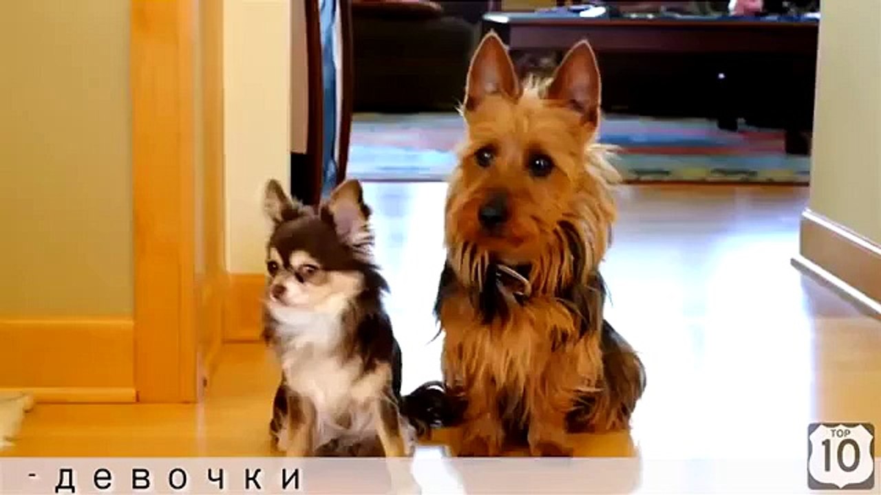 Interrogation. Funny Dog questioned