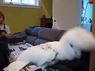 Friendship parrot with a girl. Girl friends with a cockatoo