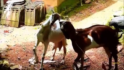 Friendly bodanie. Funny goat butt