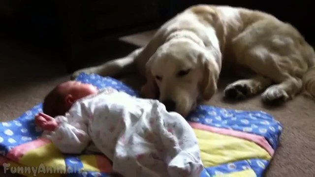 Dogs and Cats Protecting Babies