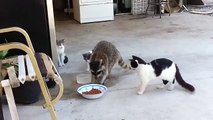 Raccoon brazenly takes food from the cats. Raccoon tyrit food cats