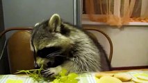 Raccoon with great pleasure eating grapes Funny raccoon regales dessert
