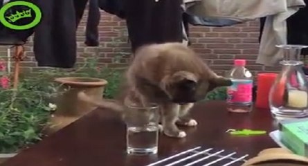 Il trolle un chat qui trempe la patte dans un verre d'eau