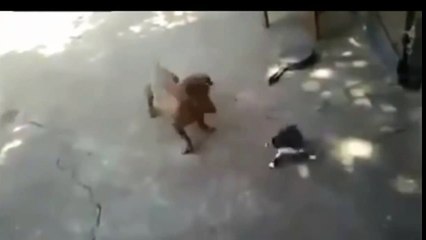 Кошка напала на собаку