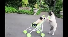 ★ PERRO PASEA A BEBE - Perros Locos Humor Divertidos Chistosos risa