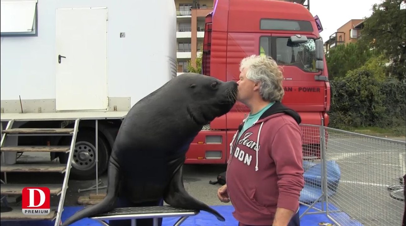 Les otaries font le show au Grand Cirque sur l'eau
