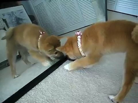 ★ Perro Pelea Con El Espejo! ★ Perros Locos Humor Divertidos Chistosos risa