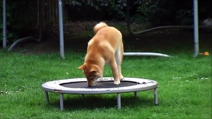 ★ PERRO SALTANDO AL TRAMPOLIN! ★ Perros Locos Humor Divertidos Chistosos risa