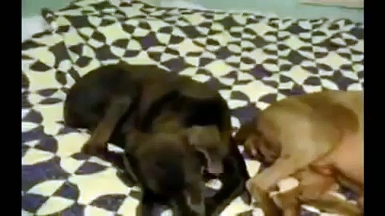 ★ PERRO SE TIRA UN PEDO Y SE RIE - Perros Locos Humor Divertidos Chistosos risa