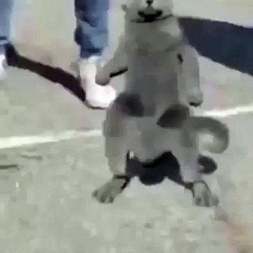 white boys and cat dancing to B.O.B ! we still ! nae nae whip dance