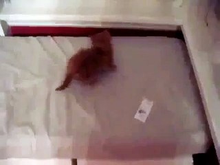 Gato Choca Y Choca Con El Espejo! jaja ★ Gato divertido gato chistoso gato tierno loco risa humor