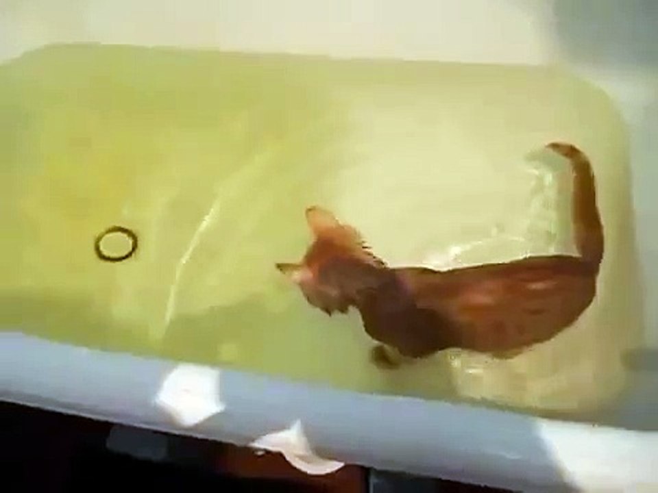 Gato Adora El Agua! ★ Gato divertido gato chistoso gato tierno loco risa humor