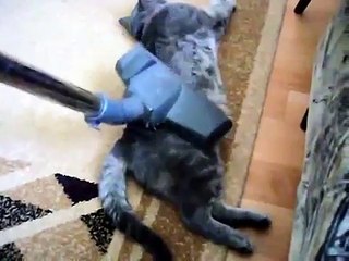 Gato Adora Que Le Pase La Aspiradora! ★ Gato divertido gato chistoso gato tierno loco risa humor