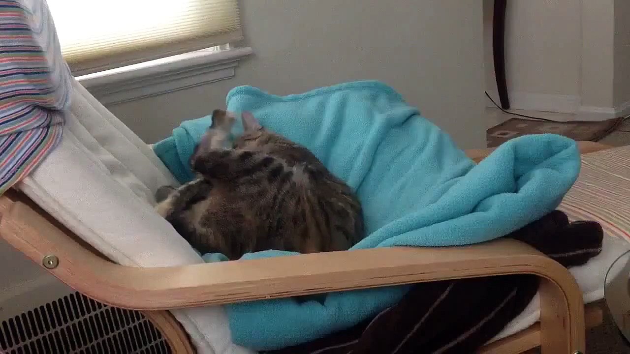 Gato Ataca A Su Cola! ★ Gato divertido gato chistoso gato tierno loco risa humor