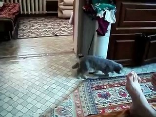 Gato Camina Como Borracho! ★ Gato divertido gato chistoso gato tierno loco risa humor