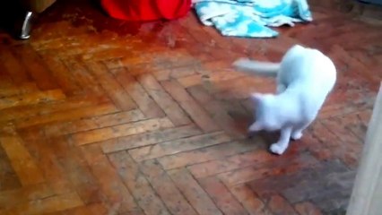 Gato Camina Rarisimo! ★ Gato divertido gato chistoso gato tierno loco risa humor