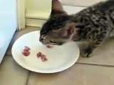 Gato Canta Mientras Come! ★ Gato divertido gato chistoso gato tierno loco risa humor