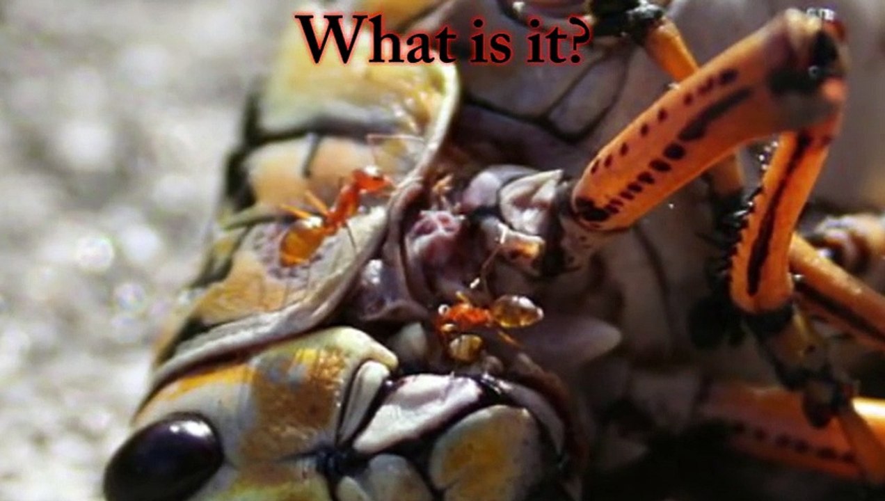 Deadly Ant Bites