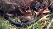 Rabbit fight snake❤ Mommy Rabbit fight snake to save her children