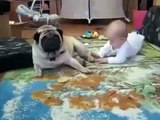 Прикольное видео!Pug dog shares cookies with a child!Funny videos!Самое смешное видео с де