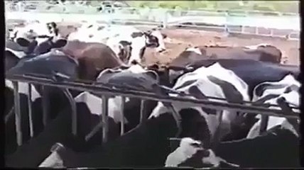 Sans Titre inek sürüsü  damda  inekler