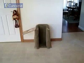 Bu kedi ne yapıyor _