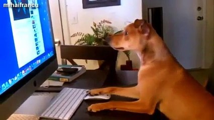 Bu köpek sahibiyle beraber DJlik yapıyor